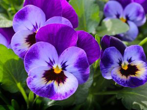 pansy-327188_640